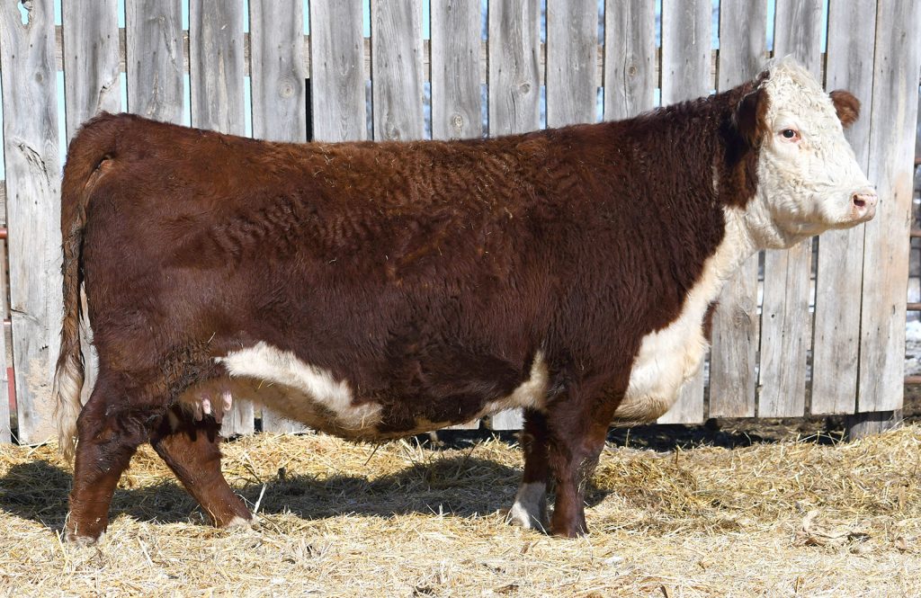REFERENCE DAMS – Baumgarten Cattle co.